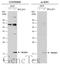 BCL2 Related Protein A1 antibody, GTX105641, GeneTex, Western Blot image 