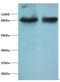 Tripartite Motif Containing 28 antibody, MBS715710, MyBioSource, Western Blot image 