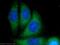 PBX Homeobox Interacting Protein 1 antibody, 12102-1-AP, Proteintech Group, Immunofluorescence image 