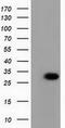 Phenazine Biosynthesis Like Protein Domain Containing antibody, M10149, Boster Biological Technology, Western Blot image 