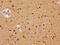 Malate Dehydrogenase 1 antibody, CSB-PA013621EA01HU, Cusabio, Immunohistochemistry frozen image 