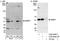 RB Binding Protein 7, Chromatin Remodeling Factor antibody, A300-958A, Bethyl Labs, Immunoprecipitation image 