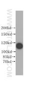 Isoleucyl-tRNA synthetase, mitochondrial antibody, 17170-1-AP, Proteintech Group, Western Blot image 