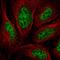 Aly/REF Export Factor antibody, HPA061282, Atlas Antibodies, Immunofluorescence image 