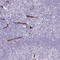 CD34 antibody, HPA036722, Atlas Antibodies, Immunohistochemistry frozen image 