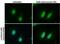 RPA34 antibody, PA1-23299, Invitrogen Antibodies, Immunofluorescence image 