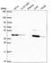 Phosphorylase Kinase Catalytic Subunit Gamma 2 antibody, HPA068751, Atlas Antibodies, Western Blot image 