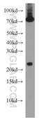 ADP Ribosylation Factor Like GTPase 6 Interacting Protein 6 antibody, 16956-1-AP, Proteintech Group, Western Blot image 