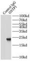 Glutathione S-Transferase Pi 1 antibody, FNab09854, FineTest, Immunoprecipitation image 