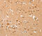 Alpha 2-HS Glycoprotein antibody, MBS2525254, MyBioSource, Immunohistochemistry frozen image 