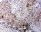 Lymphotoxin Beta Receptor antibody, PA5-79613, Invitrogen Antibodies, Immunohistochemistry paraffin image 