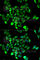 Potassium Calcium-Activated Channel Subfamily N Member 4 antibody, A1974, ABclonal Technology, Immunofluorescence image 