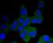 Neurotrophic Receptor Tyrosine Kinase 1 antibody, NBP2-67841, Novus Biologicals, Immunofluorescence image 