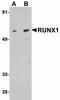 RUNX Family Transcription Factor 1 antibody, LS-C108508, Lifespan Biosciences, Western Blot image 