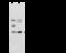 DNA Damage Inducible Transcript 3 antibody, 105168-T32, Sino Biological, Western Blot image 