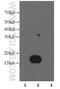 Interferon Induced Transmembrane Protein 2 antibody, 66137-1-Ig, Proteintech Group, Western Blot image 