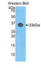 Toll Like Receptor 1 antibody, LS-C297846, Lifespan Biosciences, Western Blot image 