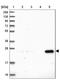 TLC Domain Containing 1 antibody, NBP1-85834, Novus Biologicals, Western Blot image 