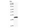 Ribonuclease P/MRP Subunit P30 antibody, LS-C342501, Lifespan Biosciences, Western Blot image 