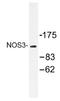 Nitric Oxide Synthase 3 antibody, AP01459PU-N, Origene, Western Blot image 