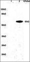 Granulin Precursor antibody, orb11269, Biorbyt, Western Blot image 