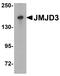 Lysine Demethylase 6B antibody, PA5-72751, Invitrogen Antibodies, Western Blot image 