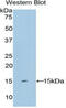 Keratin 2 antibody, abx100356, Abbexa, Western Blot image 