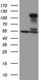 Transcription Factor 12 antibody, TA809705S, Origene, Western Blot image 