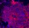 Neural Cell Adhesion Molecule 1 antibody, AF2408, R&D Systems, Immunocytochemistry image 