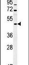 FUS RNA Binding Protein antibody, PA5-23696, Invitrogen Antibodies, Western Blot image 