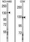 Ubiquitination Factor E4A antibody, PA5-11955, Invitrogen Antibodies, Western Blot image 
