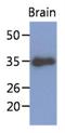 Kruppel Like Factor 7 antibody, NBP2-42626, Novus Biologicals, Western Blot image 