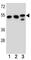 Tubulin Beta 6 Class V antibody, F41790-0.4ML, NSJ Bioreagents, Western Blot image 