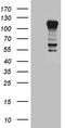 PTPN22 antibody, TA810177, Origene, Western Blot image 