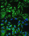 Osteoglycin antibody, 22-401, ProSci, Immunofluorescence image 
