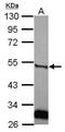 Plasminogen Activator, Urokinase antibody, GTX111747, GeneTex, Western Blot image 