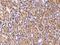 Cysteine Rich Secretory Protein LCCL Domain Containing 2 antibody, 200655-T08, Sino Biological, Immunohistochemistry paraffin image 