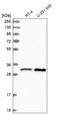 Coiled-Coil Domain Containing 124 antibody, HPA041708, Atlas Antibodies, Western Blot image 