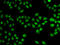 Staphylococcal Nuclease And Tudor Domain Containing 1 antibody, LS-C334352, Lifespan Biosciences, Immunofluorescence image 