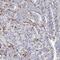 Spring antibody, FNab08995, FineTest, Immunohistochemistry paraffin image 