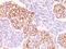 Phosphotyrosine antibody, NBP2-29402, Novus Biologicals, Immunohistochemistry paraffin image 