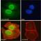 Down syndrome cell adhesion molecule antibody, NB100-41390, Novus Biologicals, Immunocytochemistry image 