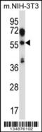 TEA Domain Transcription Factor 2 antibody, 57-616, ProSci, Western Blot image 