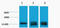 Histone H3 antibody, STJ97201, St John