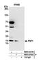 Psf1 antibody, NBP2-30365, Novus Biologicals, Western Blot image 