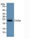 Serpin Family A Member 6 antibody, LS-C663666, Lifespan Biosciences, Western Blot image 