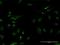 TSPY Like 6 antibody, H00388951-B01P, Novus Biologicals, Immunocytochemistry image 