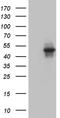 Glycerol-3-Phosphate Acyltransferase 3 antibody, LS-C795140, Lifespan Biosciences, Western Blot image 