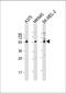 Gasdermin C antibody, 55-406, ProSci, Western Blot image 