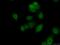 RNA Guanine-7 Methyltransferase Activating Subunit antibody, 19422-1-AP, Proteintech Group, Immunofluorescence image 
